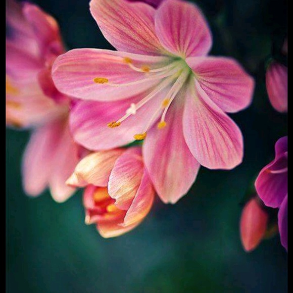 Meet your Posher, Cindy - Picture 1 of 1